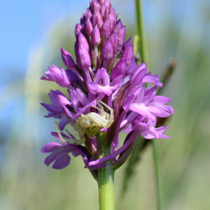 Photographie n°2422219 du taxon Anacamptis pyramidalis (L.) Rich.