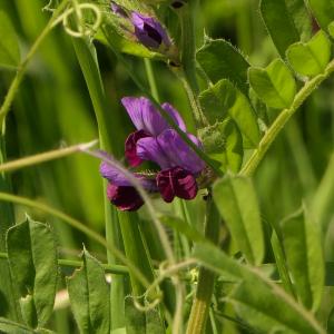 Photographie n°2422277 du taxon Vicia L. [1753]