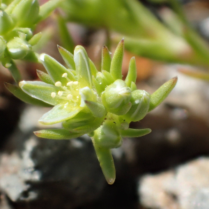 Photographie n°2422359 du taxon Scleranthus uncinatus Schur
