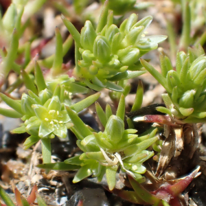 Photographie n°2422361 du taxon Scleranthus uncinatus Schur