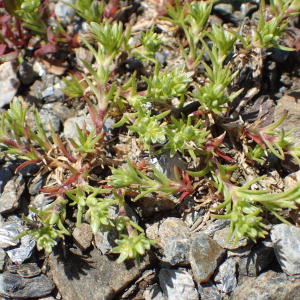 Photographie n°2422362 du taxon Scleranthus uncinatus Schur