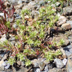 Photographie n°2422363 du taxon Scleranthus uncinatus Schur