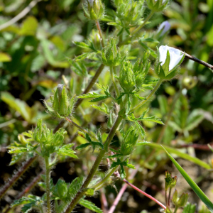 Photographie n°2422393 du taxon Malva setigera Spenn.