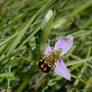 Photographie n°2422395 du taxon Ophrys apifera Huds.