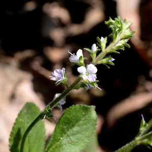 Photographie n°2422404 du taxon Veronica officinalis L.