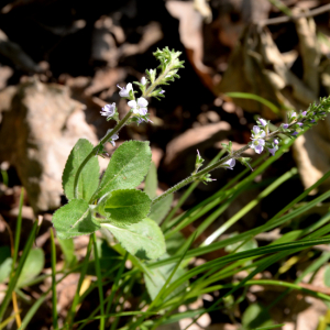 Photographie n°2422405 du taxon Veronica officinalis L.