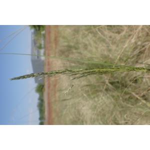 Eragrostis curvula (Schrad.) Nees (Éragrostide un peu courbée)