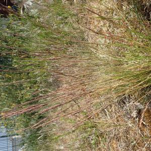 Photographie n°2422440 du taxon Festuca brevipila R.Tracey [1977]