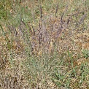 Photographie n°2422444 du taxon Festuca pulchra Schur