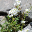  JeanLoupBenoit - Hornungia alpina (L.) O.Appel [1997]