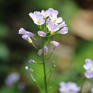  - Cardamine pratensis L. [1753]