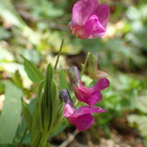  - Lathyrus linifolius (Reichard) Bässler [1971]