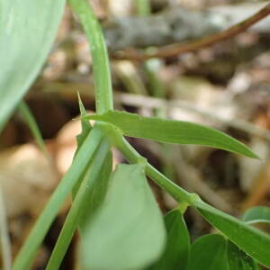  - Lathyrus linifolius (Reichard) Bässler [1971]