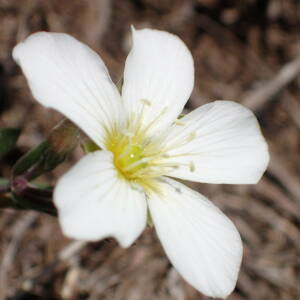 Photographie n°2422493 du taxon Arenaria montana L.