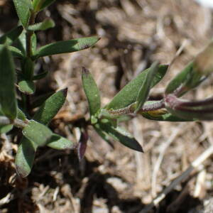 Photographie n°2422495 du taxon Arenaria montana L.