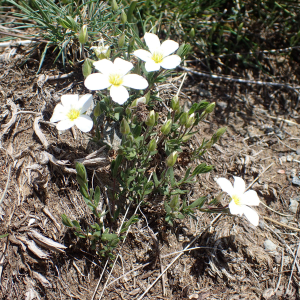 Photographie n°2422497 du taxon Arenaria montana L.