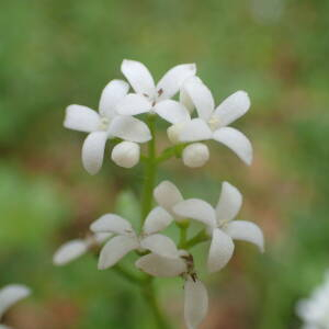 Photographie n°2422590 du taxon Galium odoratum (L.) Scop.