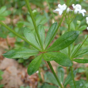 Photographie n°2422593 du taxon Galium odoratum (L.) Scop.