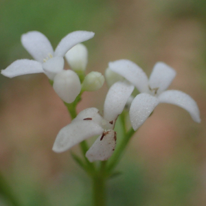 Photographie n°2422594 du taxon Galium odoratum (L.) Scop.