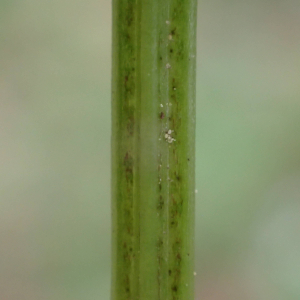 Photographie n°2422595 du taxon Galium odoratum (L.) Scop.