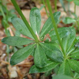 Photographie n°2422596 du taxon Galium odoratum (L.) Scop.