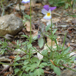 Photographie n°2422602 du taxon Viola tricolor L.