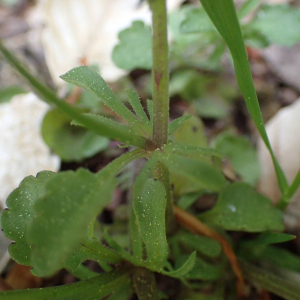 Photographie n°2422604 du taxon Viola tricolor L.