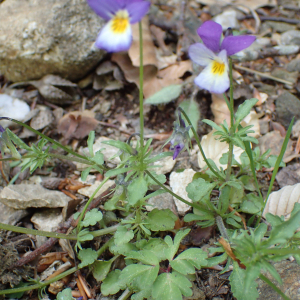 Photographie n°2422605 du taxon Viola tricolor L.