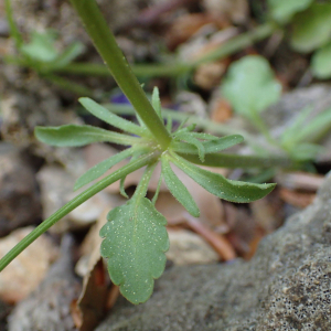 Photographie n°2422606 du taxon Viola tricolor L.