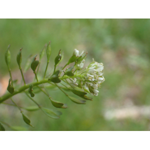 Thlaspi caerulescens subsp. brachypetalum (Jord.) Jalás (Tabouret à pétales courts)