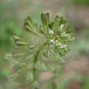 Photographie n°2422619 du taxon Noccaea brachypetala (Jord.) F.K.Mey.