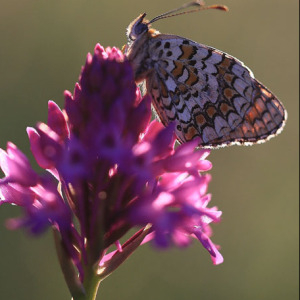 Photographie n°2422639 du taxon Anacamptis pyramidalis (L.) Rich. [1817]