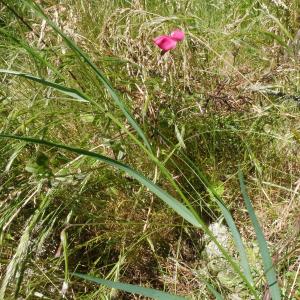 Photographie n°2422643 du taxon Lathyrus nissolia L. [1753]