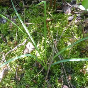 Photographie n°2422647 du taxon Simethis mattiazzii (Vand.) G.López & Jarvis