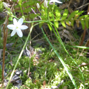Photographie n°2422648 du taxon Simethis mattiazzii (Vand.) G.López & Jarvis
