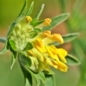 Photographie n°2422655 du taxon Anthyllis vulneraria L. [1753]