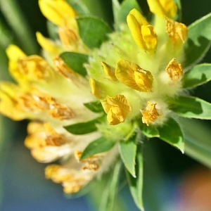 Photographie n°2422656 du taxon Anthyllis vulneraria L. [1753]