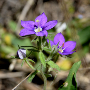 Photographie n°2422698 du taxon Legousia speculum-veneris (L.) Chaix