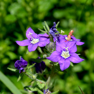 Photographie n°2422699 du taxon Legousia speculum-veneris (L.) Chaix