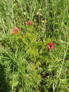 syroe, le  8 mai 2018 (Bengy-sur-Craon)