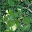  Liliane Roubaudi - Dioscorea communis (L.) Caddick & Wilkin