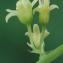  Liliane Roubaudi - Dioscorea communis (L.) Caddick & Wilkin