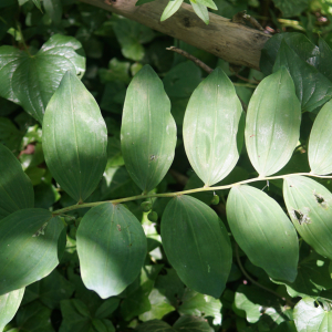 Photographie n°2422903 du taxon Polygonatum multiflorum (L.) All. [1785]