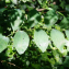  Liliane Roubaudi - Polygonatum multiflorum (L.) All. [1785]