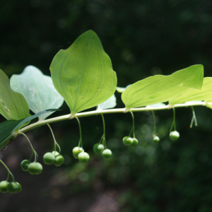 Photographie n°2422909 du taxon Polygonatum multiflorum (L.) All. [1785]