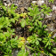  Liliane Roubaudi - Potentilla argentea subsp. argentata (Jord.) O.Schwarz [1949]