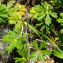  Liliane Roubaudi - Potentilla argentea subsp. argentata (Jord.) O.Schwarz [1949]