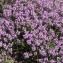  Liliane Roubaudi - Thymus serpyllum subsp. praecox (Opiz) Vollm. [1914]