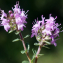  Liliane Roubaudi - Thymus serpyllum subsp. praecox (Opiz) Vollm. [1914]