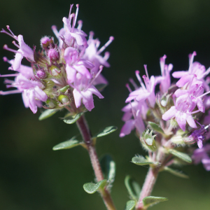 Thymus praecox f. badensis (Heinr.Braun) Cap (Serpolet couchet)